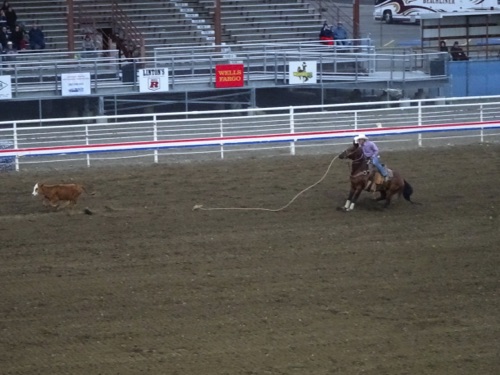 Rodeo Roping Contest